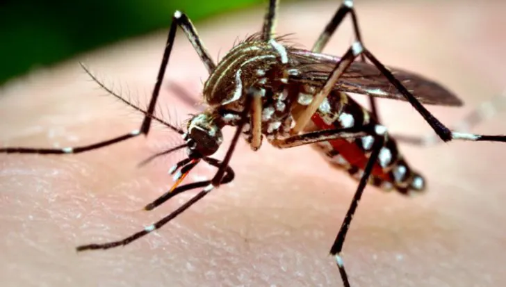 Mureș: cinci cazuri de infecţii cu West Nile