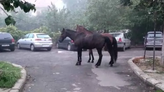 Sancțiuni pentru nesupravegherea animalelor