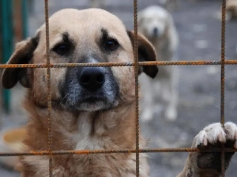 Sute de câini fără stăpân, adoptați de la Tîrgu Mureș