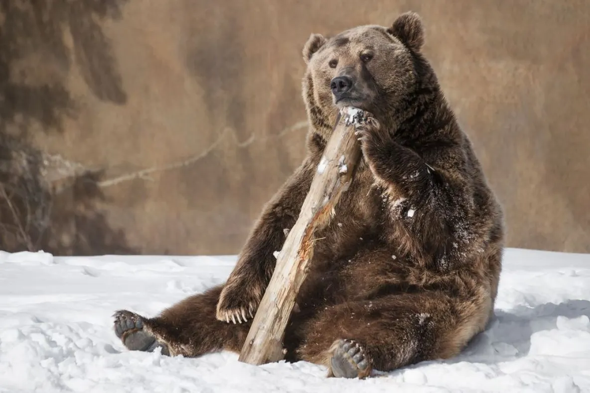 "Săptămâna urșilor", la Zoo Tîrgu Mureș
