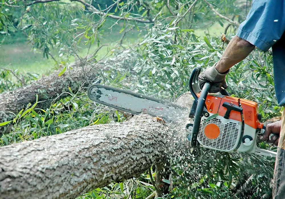 VIDEO/ASTĂZI: Se taie arbori la Răstolița. Circulație îngreunată pe DN15!
