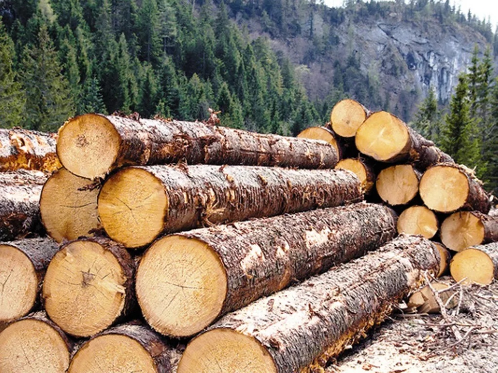 Lunca (Mureș): Lipsa faptică a lemnului în stoc și confiscare valorică de aproape 9.000 lei