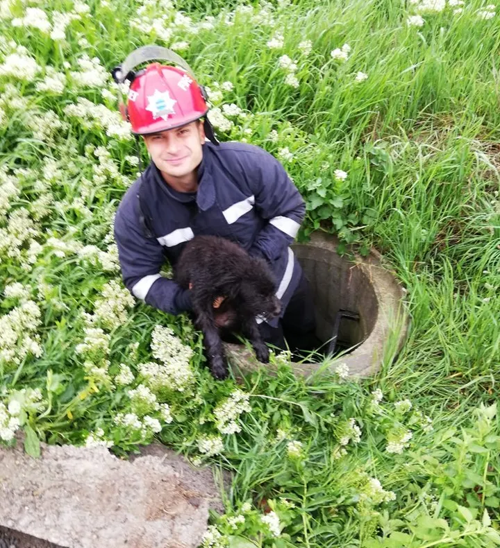 Un cățel căzut într-un canal a fost salvat de pompierii mureșeni
