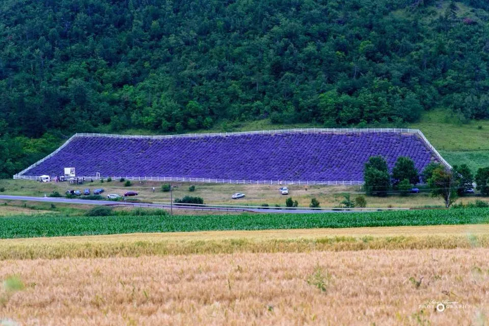 Lavanda, vedeta săptămânii în județul Mureș