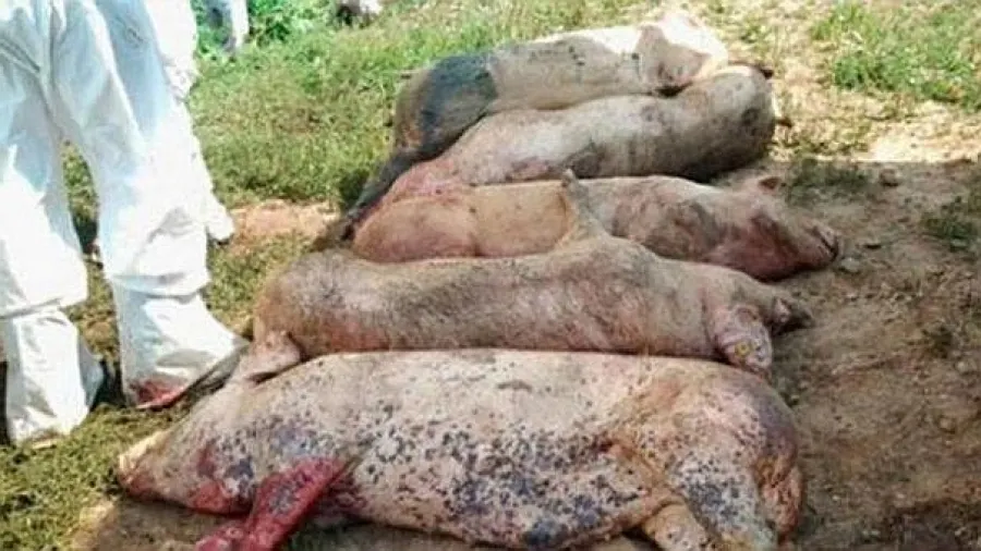 Pesta porcină africană, în monitorizare în județul Mureș