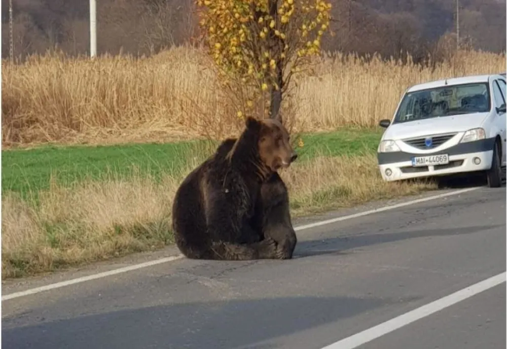 Dosar penal pentru braconaj în cazul ursului de la Praid