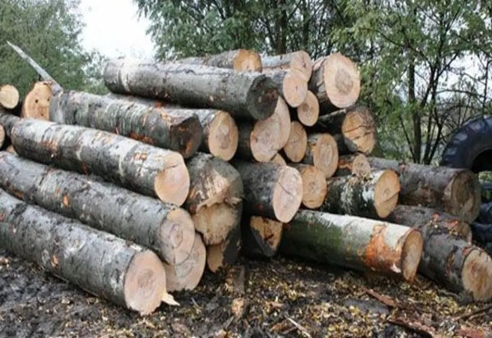 A tăiat ilegal mai mulți arbori! Bărbat din Grebenișu de Câmpie, reținut de polițiștii mureșeni! 