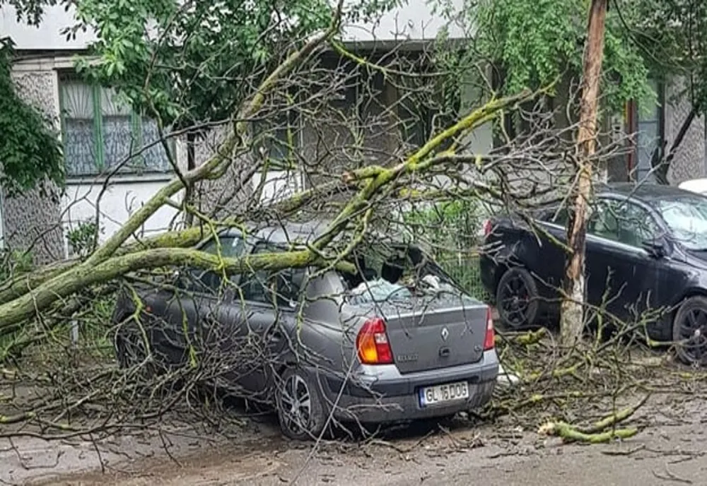 Urmările furtunii de COD PORTOCALIU, în Mureș! Mai mulți copaci, puși la pământ de vântul puternic 
