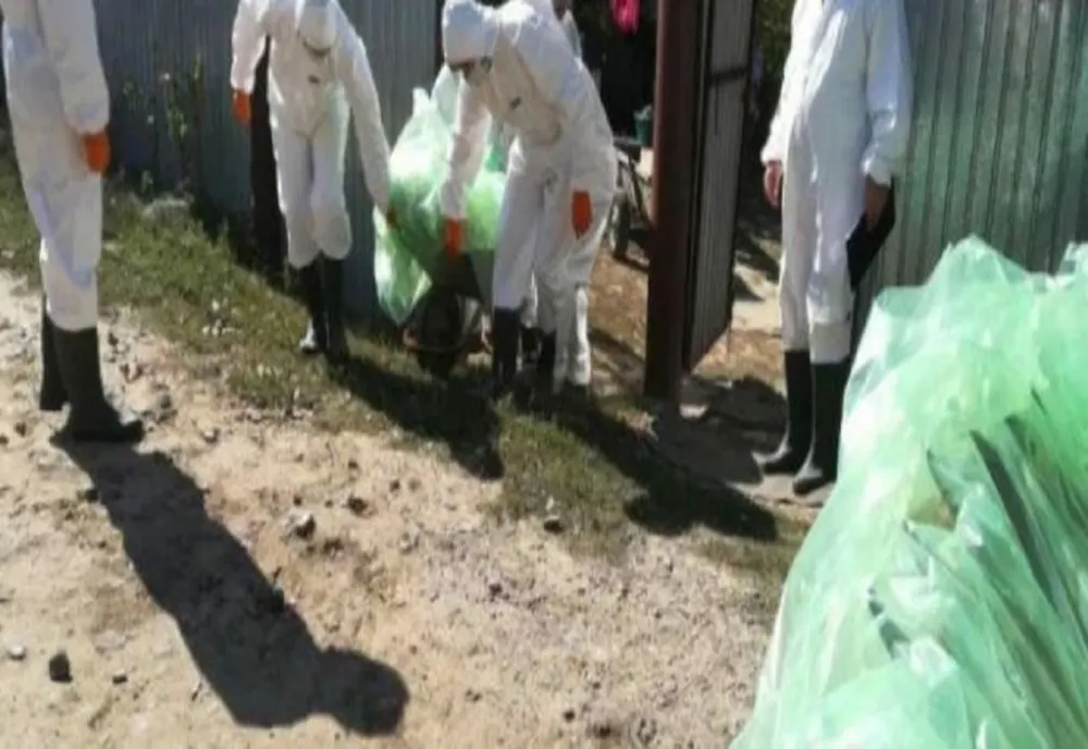 Pesta Porcină Africană confirmată într-o exploatație de porci domestici