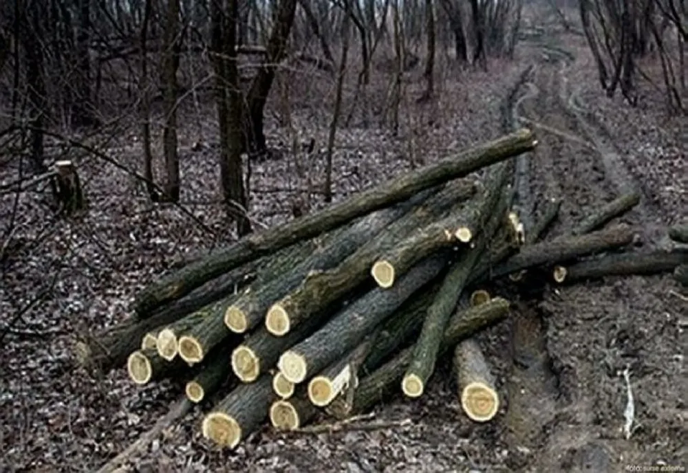 Opt bărbați din Band au fost reținuți pentru furt de arbori