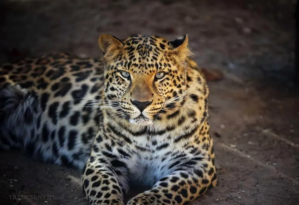 Noi locuitori în Grădina Zoologică din Târgu Mureş