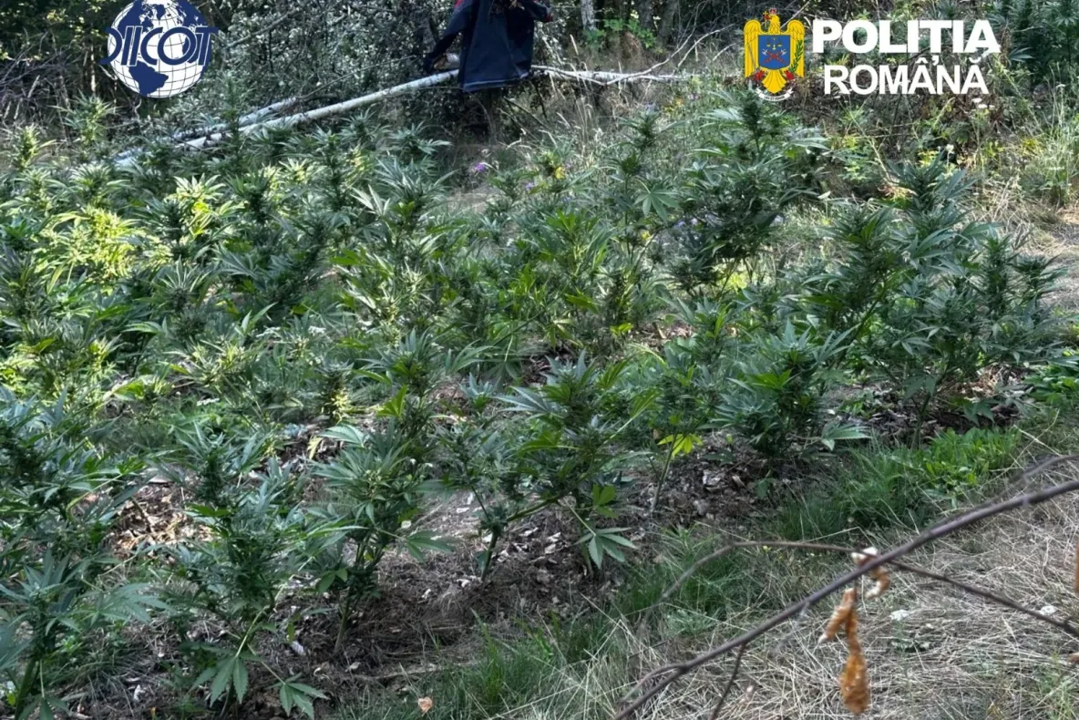 Cultura ilegală de pe malul Mureșului: Două persoane reținute la Lipova pentru trafic de canabis VIDEO