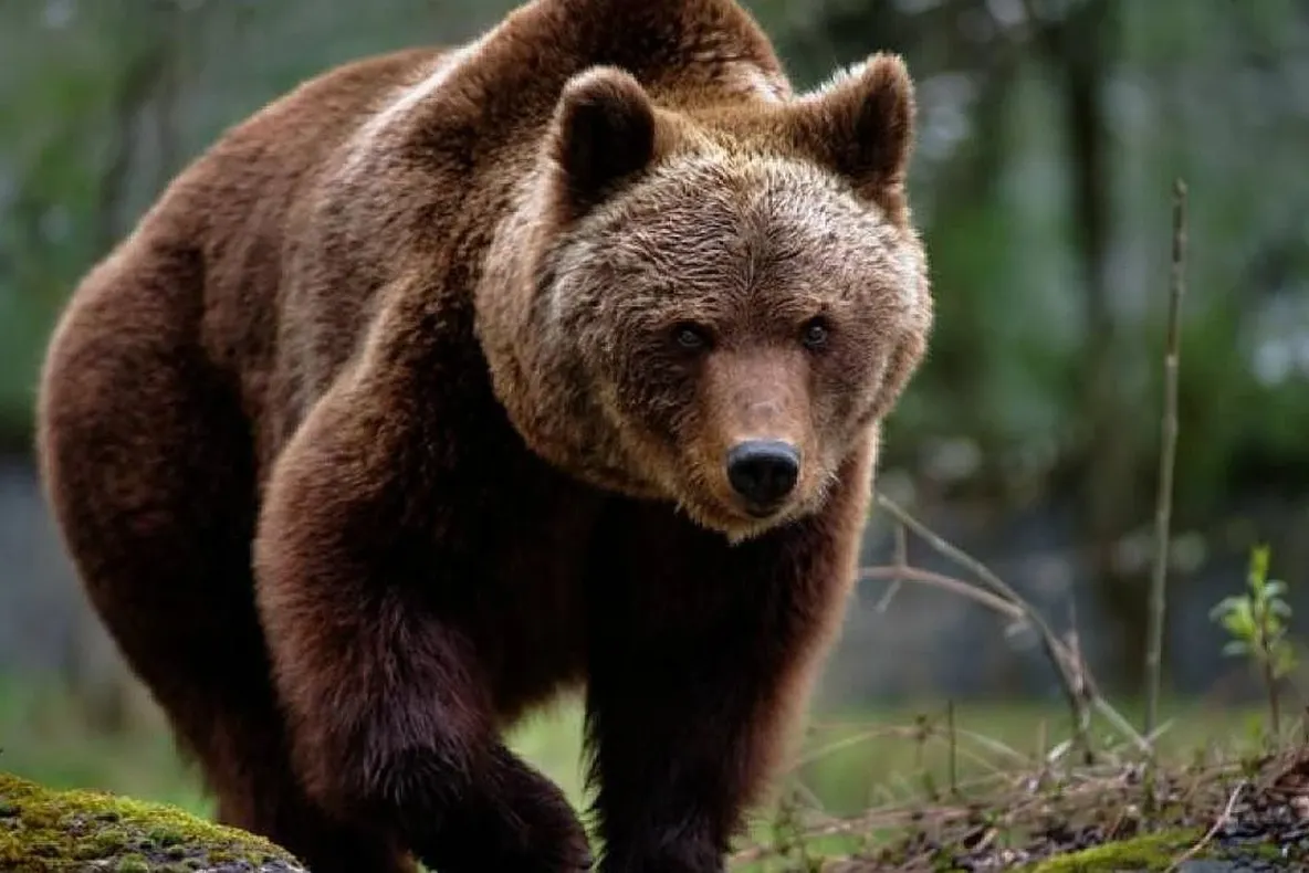Tânăr de 25 de ani, atacat de urs în Mureș, în timp ce păștea oile. Victima a fost rănită la mâini
