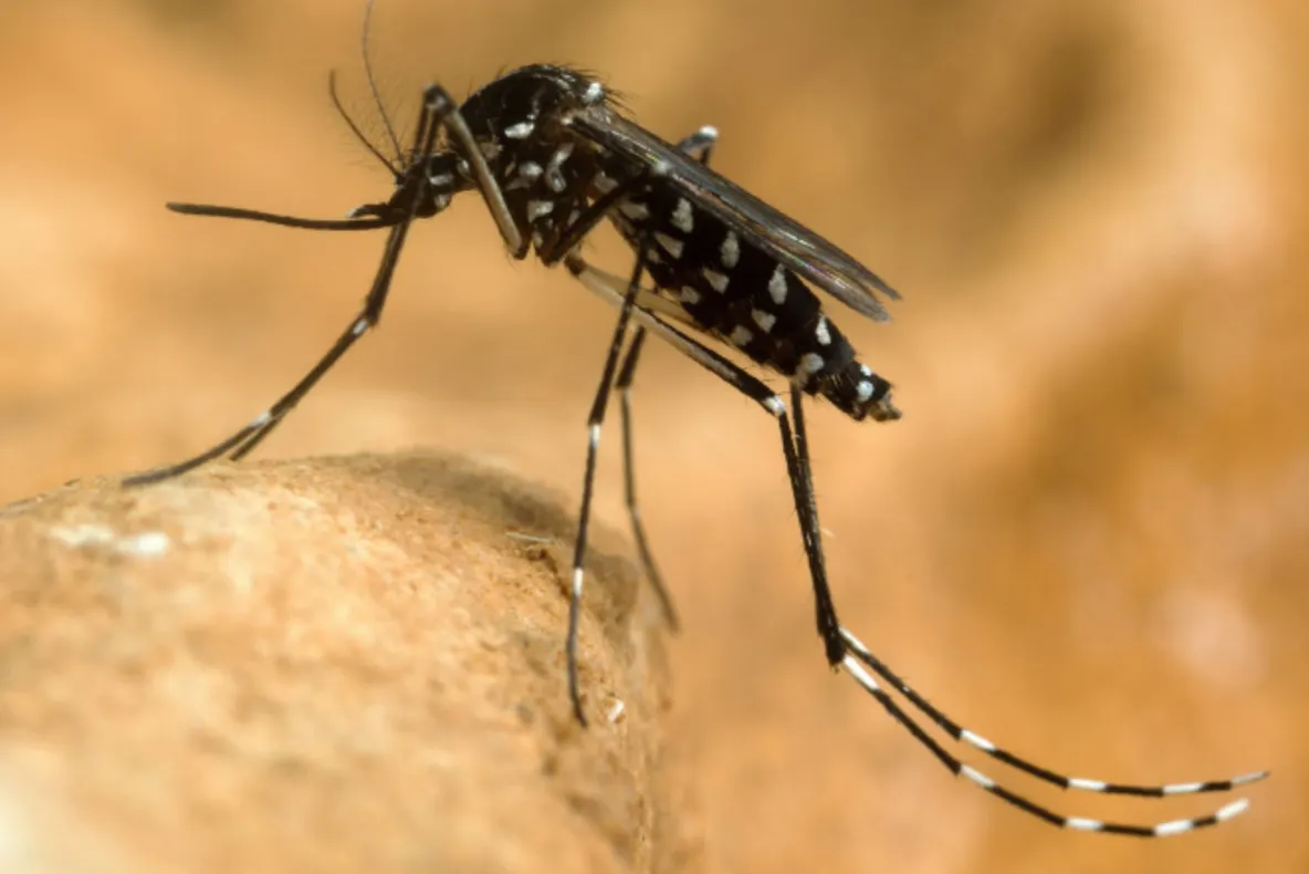 INSP: Un singur caz de infecție cu virusul West Nile, confirmat în județul Mureș în 2026