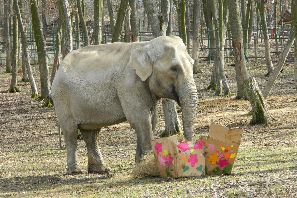 Întâlnirile spectaculoase continuă la Zoo Tîrgu Mureș
