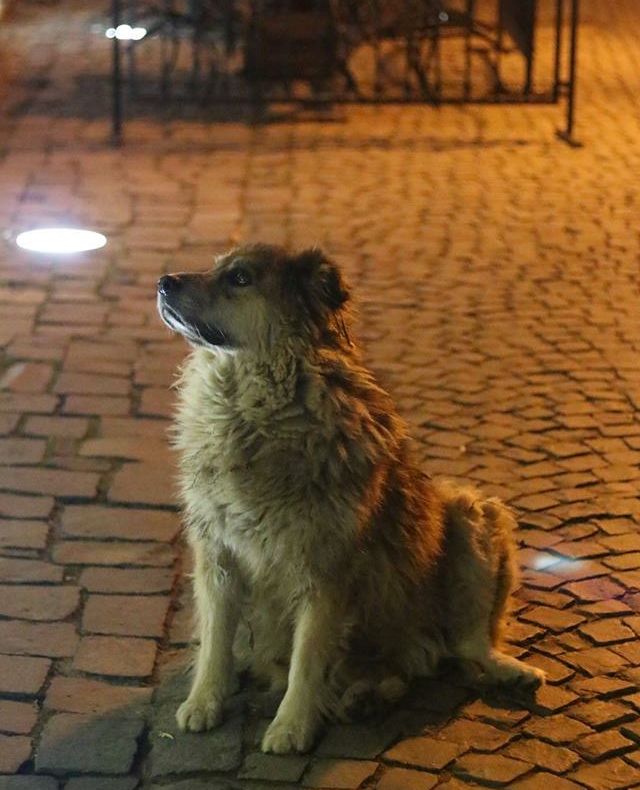 In memoriam “Jimmy von Sighișoara”