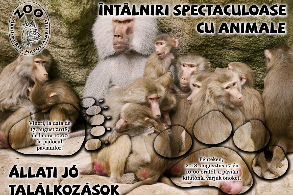 Pavianul cu mantie, vedetă la Tîrgu Mureș. Acesta nu este un pamflet