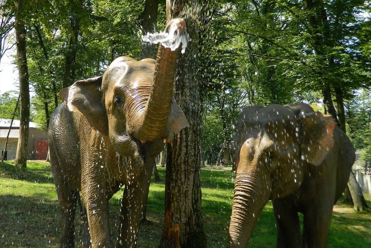 Condiții bune pentru animalele de la Zoo Tîrgu Mureș