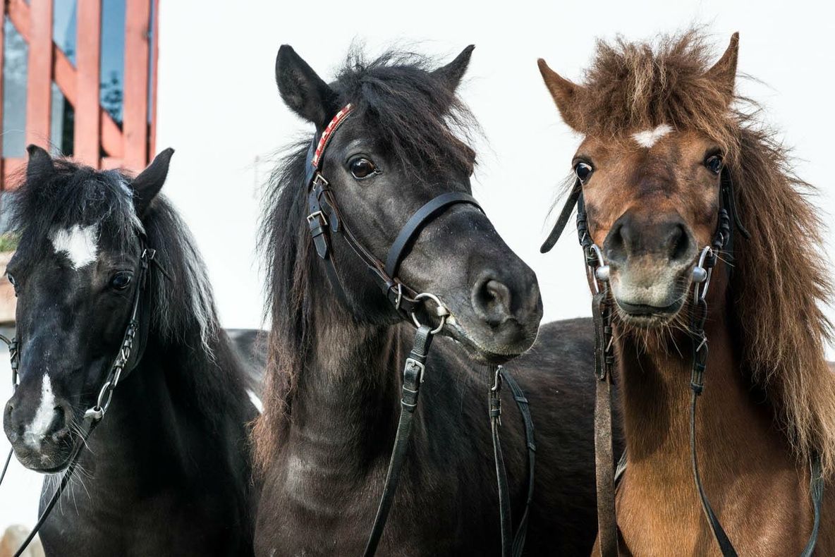 Festival ecvestru unic în România, la Daneș