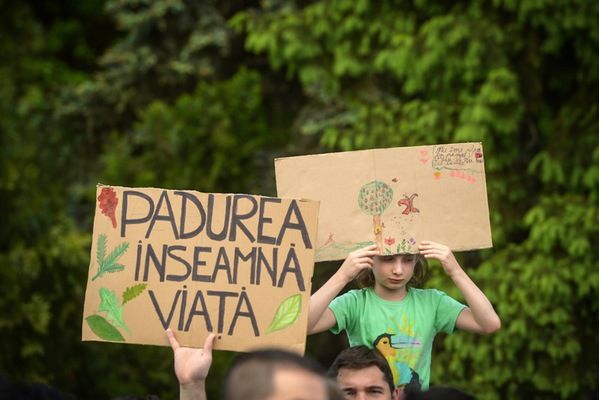 Județul Mureș, “campion” național la tăierile ilegale de arbori