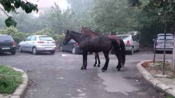 Sancțiuni pentru nesupravegherea animalelor