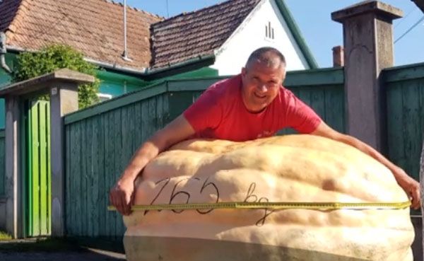 În Mureș a crescut cel mai mare dovleac din România