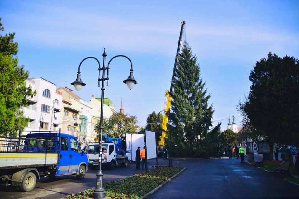 Bradul de Crăciun este deja în Centrul Tîrgu Mureșului