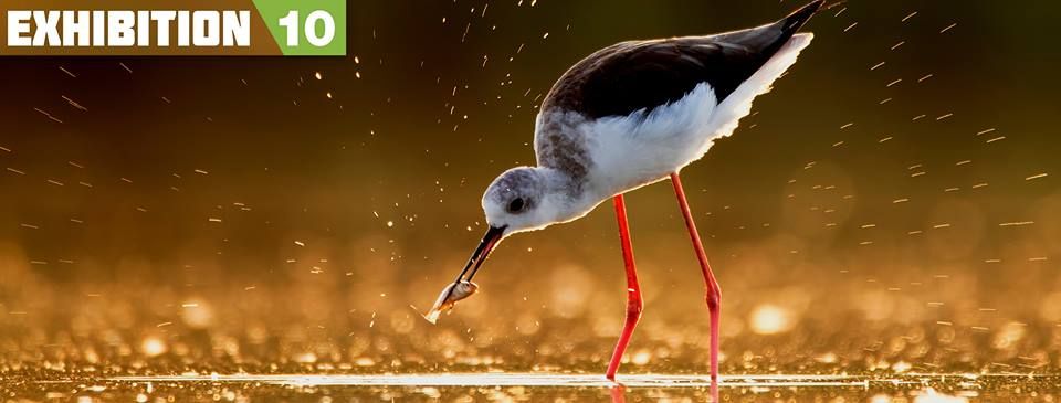 Cele mai frumoase fotografii de natură din România, expuse la Tîrgu Mureș