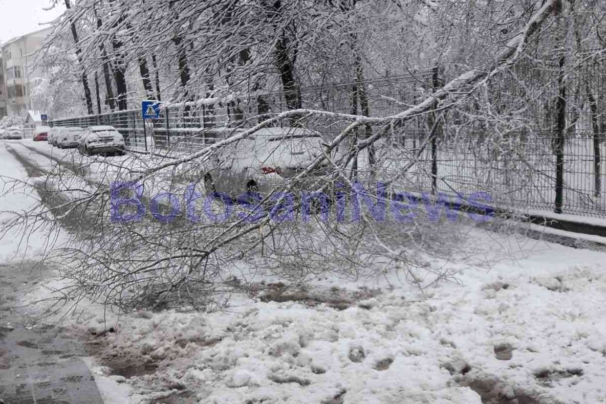 MUREȘ: Dimineața copacilor căzuți pe șosele