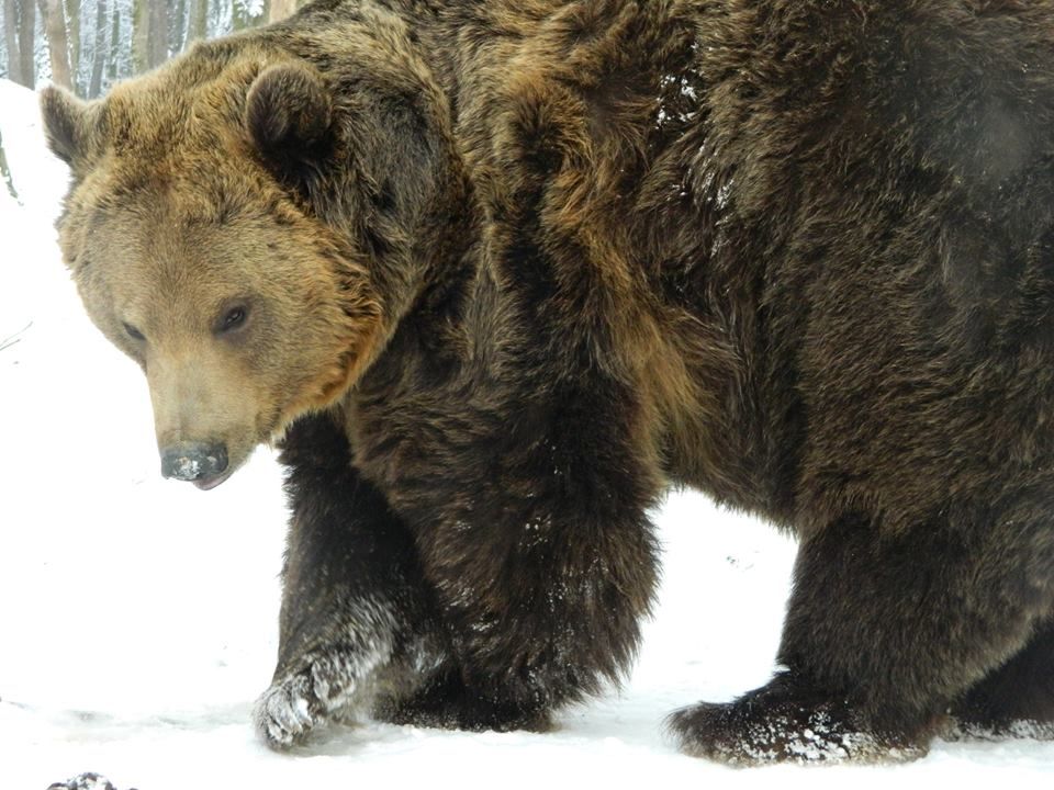 Urșii-meteorologi de la Zoo Tîrgu Mureș