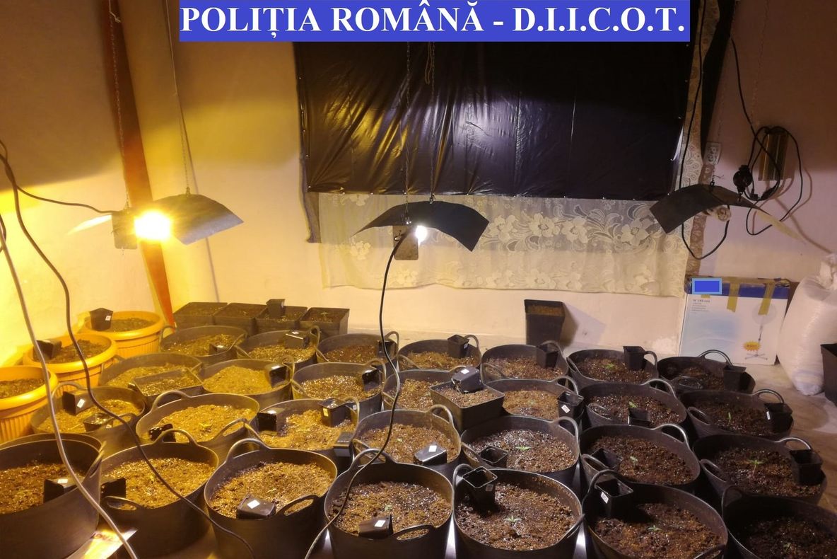 Cultură de canabis, descoperită de polițiști la Râciu!