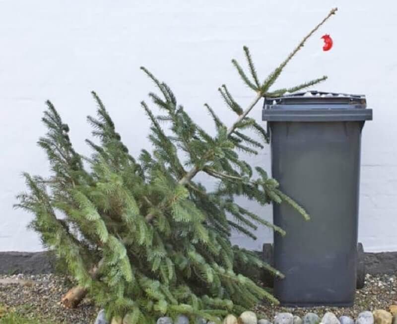 TÎRGU MUREȘ: Se colectează brazii naturali