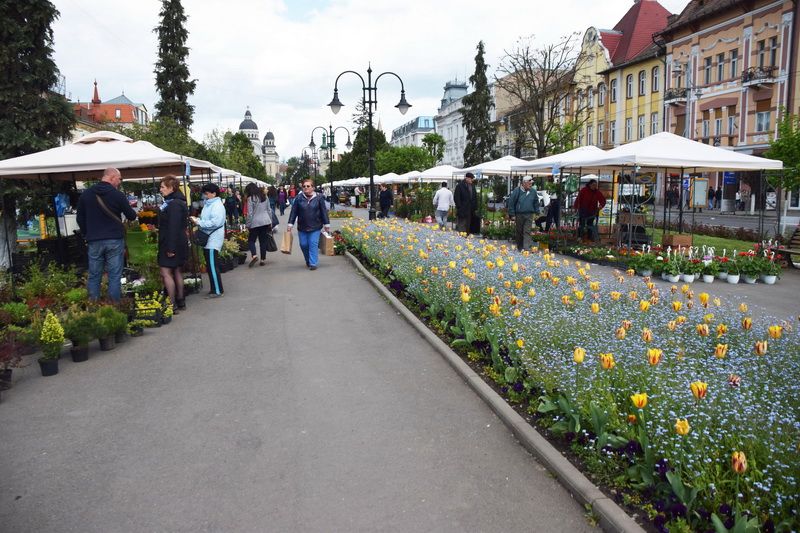 TÂRGU-MUREȘ: Liber la flori din serele orașului