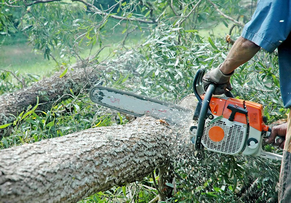 VIDEO/ASTĂZI: Se taie arbori la Răstolița. Circulație îngreunată pe DN15!