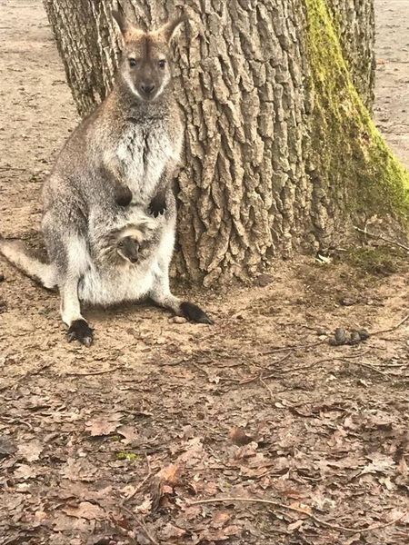FOTO: La Zoo Târgu Mureș s-au născut doi pui de cangur