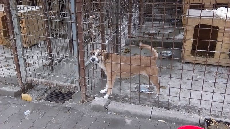 Câinii fără stăpân așteaptă vizitatori la adăpostul din Târgu Mureș