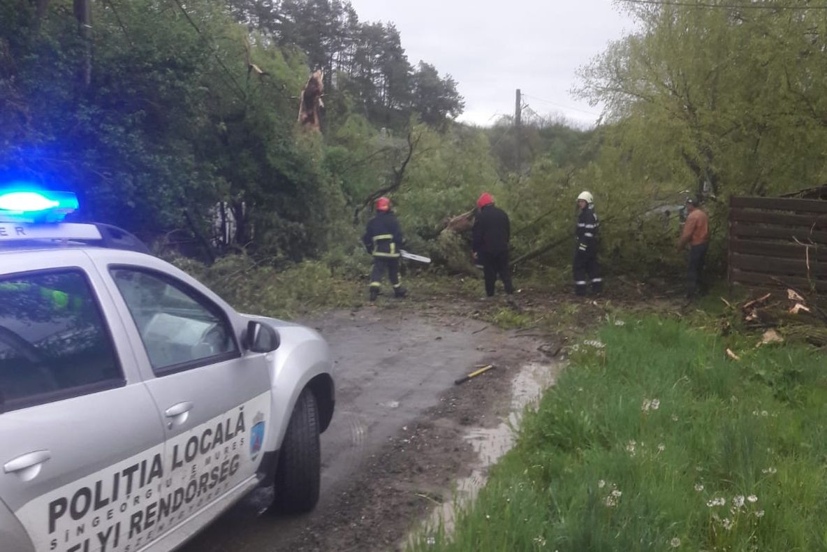 TOFALĂU: Un copac a căzut peste cablurile rețelei electrice. Au intervenit POMPIERII!