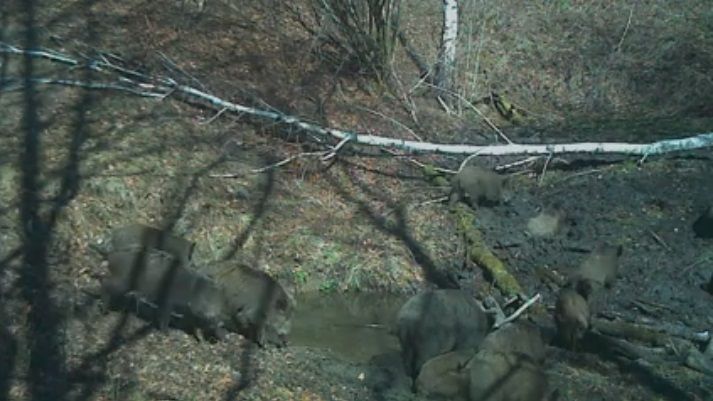 Dorin Florea, așteptat în ALDE, înainte de europarlamentare. Oprișcan nu mai vrea să candideze