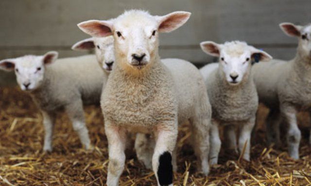 Punct autorizat de sacrificare a mieilor, la Sighișoara