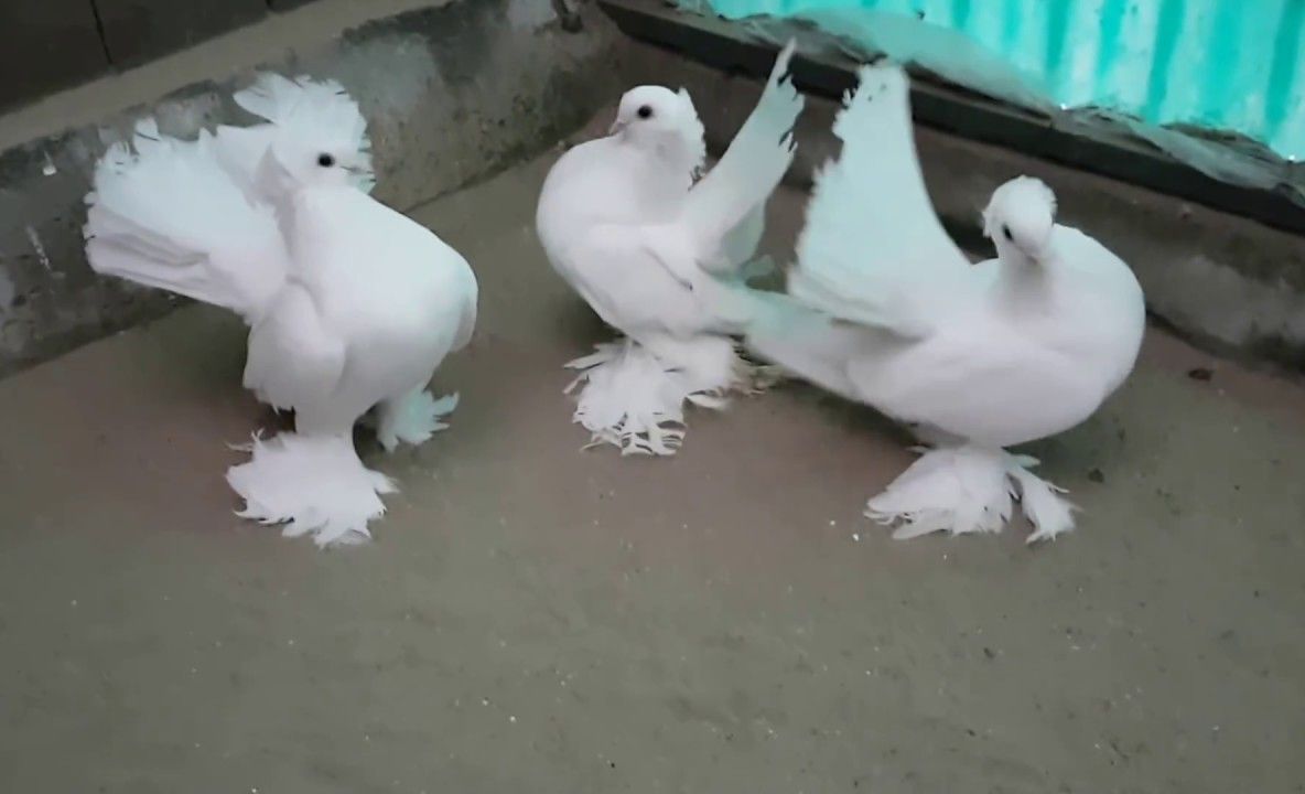 L’ASSOLUTA Virginia Zeani, din Solovăstru, dă și în 2019 numele Festivalului Internațional de Operă