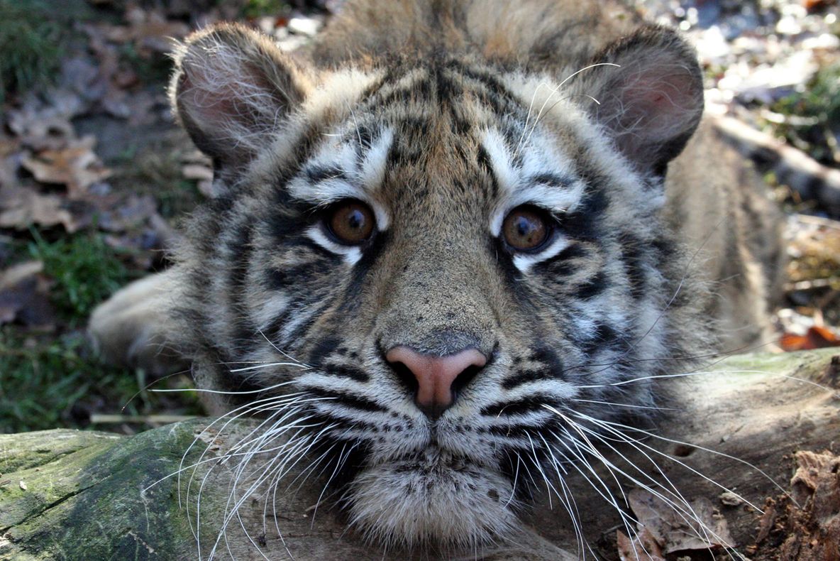 ANUNȚ CIUDAT: "Pozele de la Zoo pot fi publicate pe Facebook, numai cu acordul conducerii"