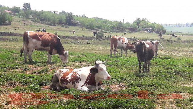 Au furat șapte bovine din Sînpaul. Sunt reținuți