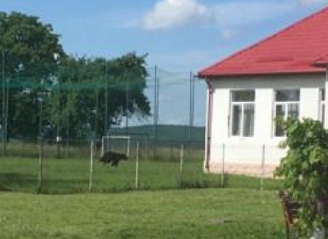 Un urs a ajuns în curtea școlii din Breaza