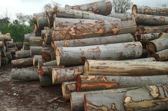 Mureșean din Răstolița, prins în Târgu Mureș cu lemn de 6.600 lei, fără documente legale