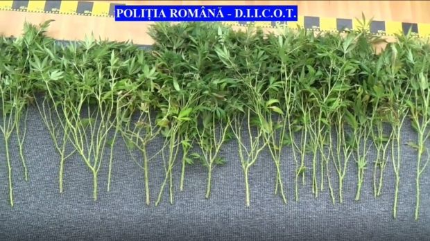 Cultură de canabis descoperită într-un beci din Târgu Mureș. 8 percheziții domiciliare
