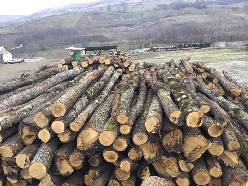 Confiscări record de material lemnos la Solovăstru și Hodac