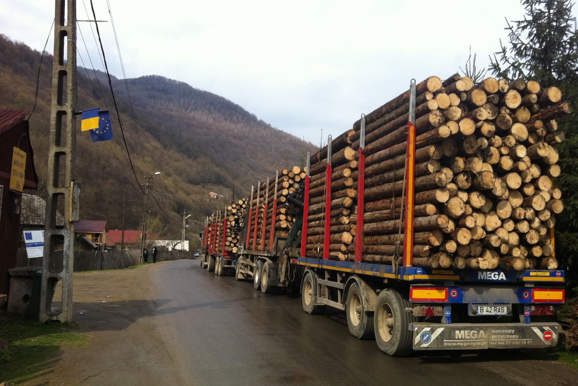 Transporturi ilegale de lemne, la Ibănești și Rușii Munți