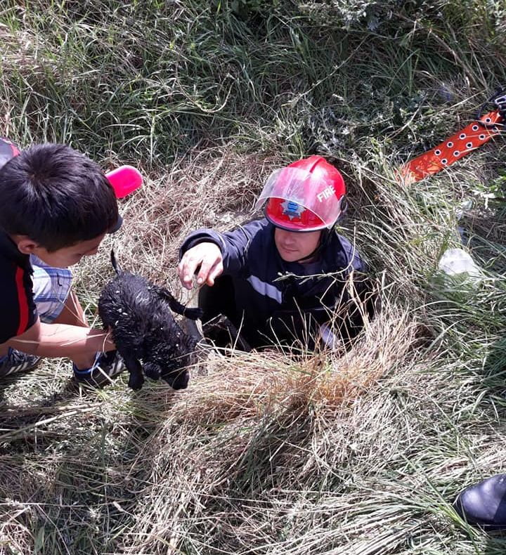 FOTO/INTERVENȚIE CU SUFLET: Trei căței aruncați într-un canal, salvați de pompierii mureșeni