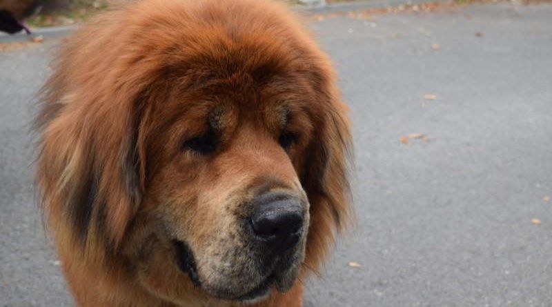 Cel mai frumos Mastiff Tibetan din lume este "târgumureșean"