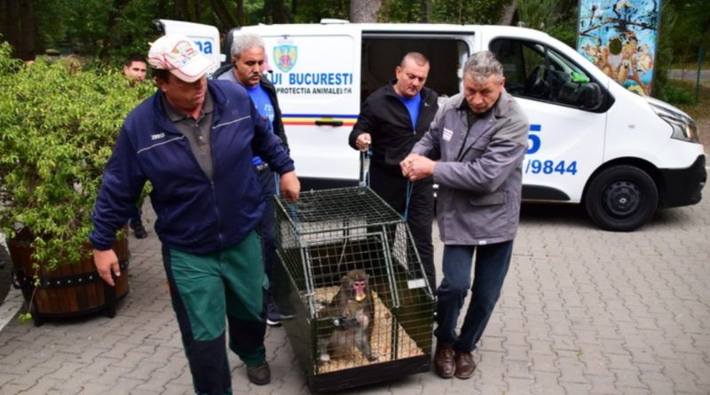Maimuțele confiscate de la Nuțu Cămătaru au ajuns la Zoo Târgu Mureș